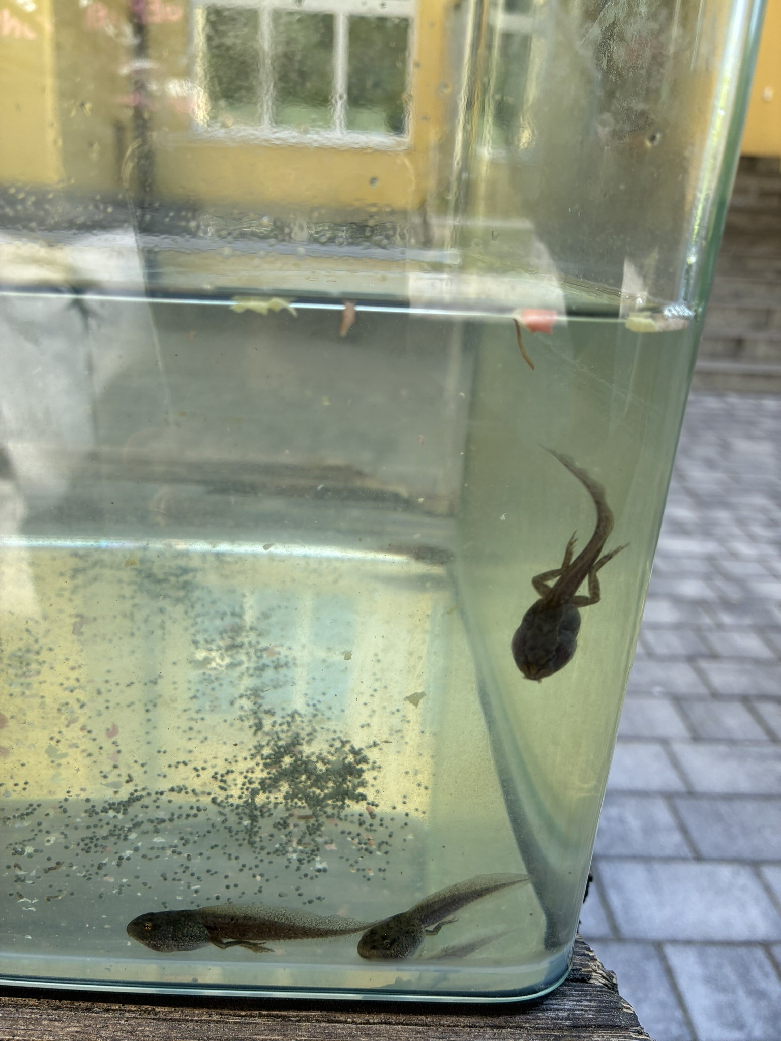 Spannende Entdeckungen mit Kaulquappen